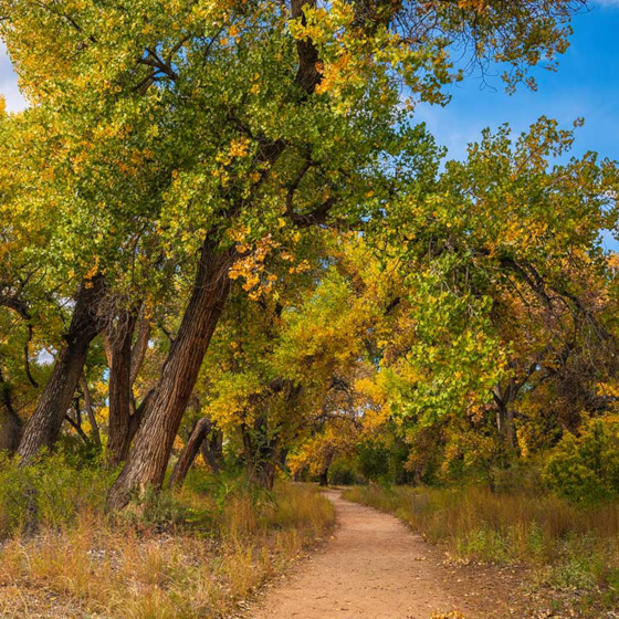 Bosque Trail in Fall- Albuquerque, New Mexico