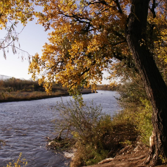 Fall By The Rio Grande River in the Corrales Bosque Preserve