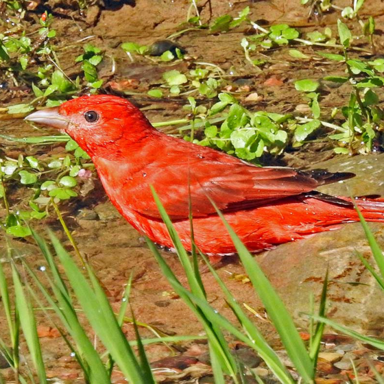 Summer Tanager in Rio Rancho, New Mexico